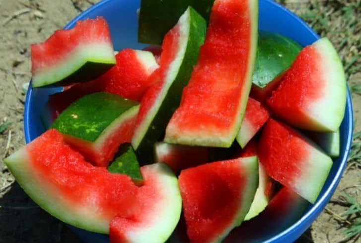 西瓜皮不僅能堆肥還能這么用! 西瓜皮不僅能堆肥還能這么用!